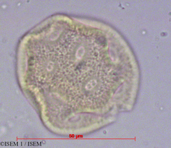 ISEM 1/Cerastium_viscosum_14792/Cerastium_viscosum_14792_0001(copy)_thumb.jpg